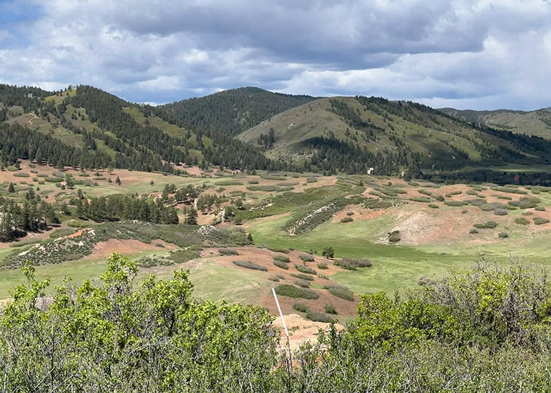 Mastication Land Clearing