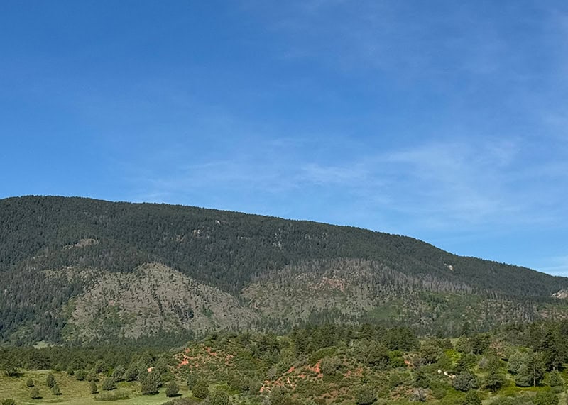 Healthy Forest